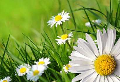 Fototapeta Chamomiles in grass 24083